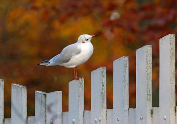 Kokmeeuw in herfstsferen sur Gejo Wassink