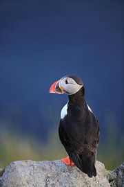 Papegaaiduikers Noorwegen