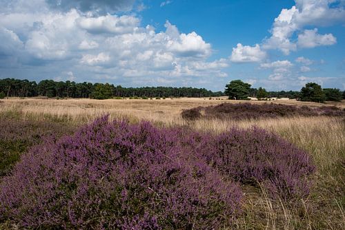 Heidelandschap op de Veluwe 02
