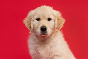 Porträt eines niedlichen Golden Retriever Welpen Blick auf die Kamera auf einem roten Hintergrund