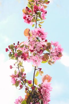 Une branche avec des fleurs sur tim eshuis