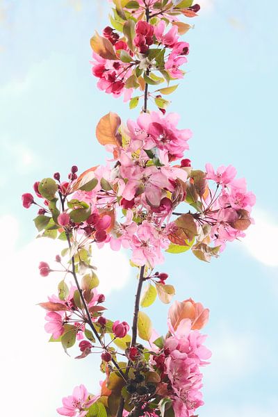 Une branche avec des fleurs par tim eshuis
