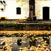 Zicht op een werfkelder aan de Nieuwegracht die vol ligt met herfstbladeren. van De Utrechtse Grachten