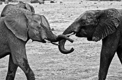 Playing young male elephants