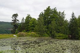 Seerosenteich