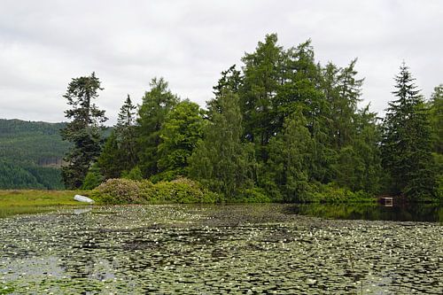 Waterlelievijver