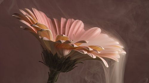 Mysteriously elegant – Pink Gerbera with misty, flowing smoke by Marjolijn van den Berg