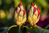 Rhododendron buds by John Linders thumbnail