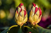 Bourgeons de rhododendron