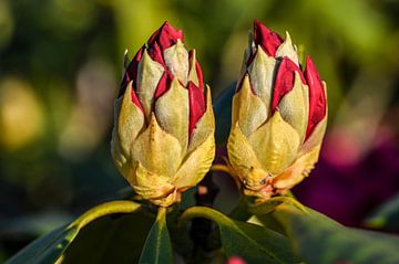 Rododendron knoppen van John Linders