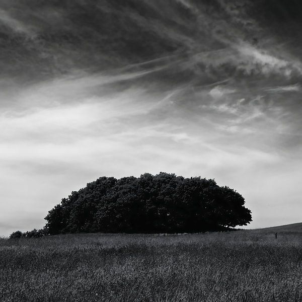 Baumgruppe unter Wolkenmeer von Alexander Baumann