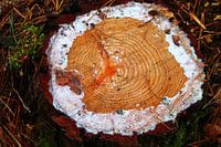 Trunk
