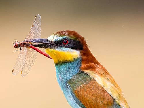 Bee-eater with dragonfly