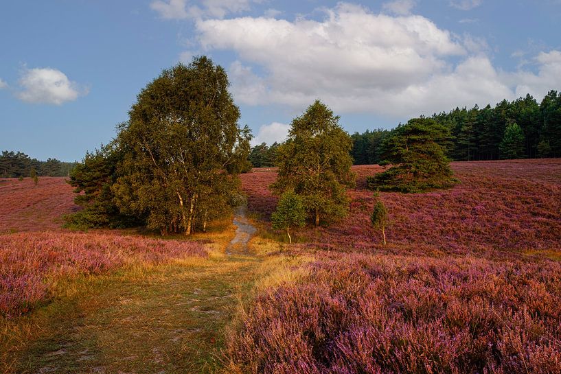 Le chemin est le but | De weg is het doel par Dieter Ludorf