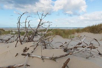 Dode takken in de duinen