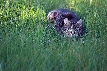 Een waakzame kat loert in het gras van stewic_