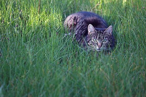 Un chat vigilant se cache dans l'herbe