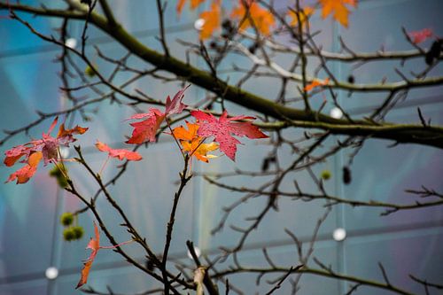Herfst achtergrond met prachtige bladeren