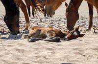 Namibisch wild paard veulen