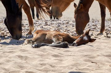 Namibisch wild paard veulen van Thomas Marx