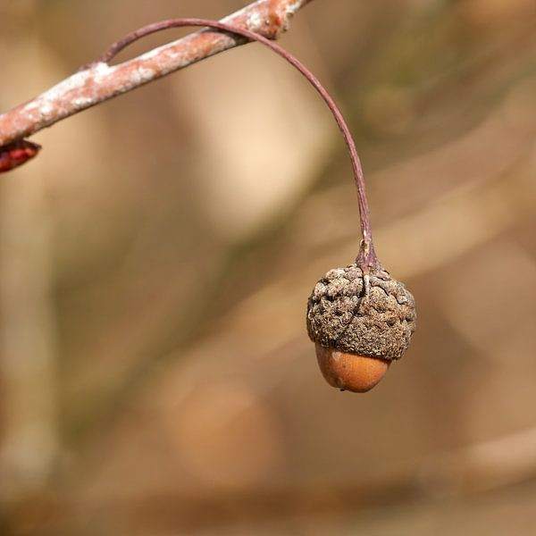 Acorn of English oak by Heiko Kueverling