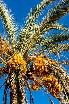 Date palm by Dieter Walther