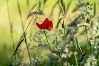 wilddflowers