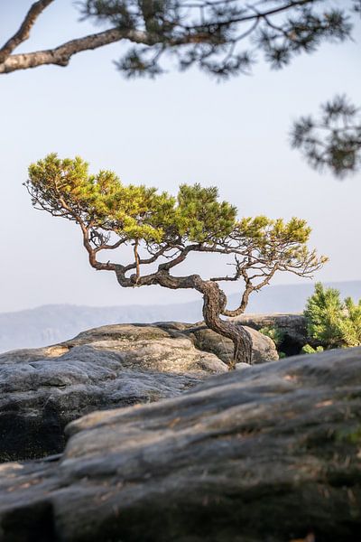 Wetter-Kiefer auf dem Lilienstein - Sächsische Schweiz / Elbsandsteingebirge von t.ART