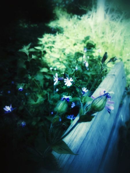 Flowers over bench by Elo Mars