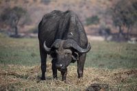 Waterbuffel in Botswana