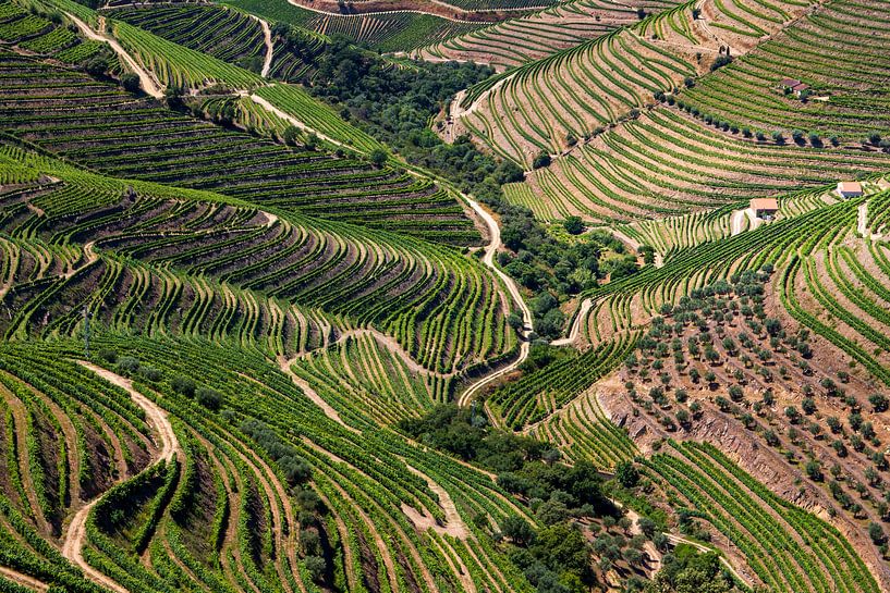 Druiven in de Douro vallei van Antwan Janssen