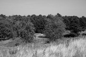 Découvrir la nature dans une zone forestière de l'Emsland, Basse-Saxe, Allemagne sur Bianca Meyering Fotos - BMF