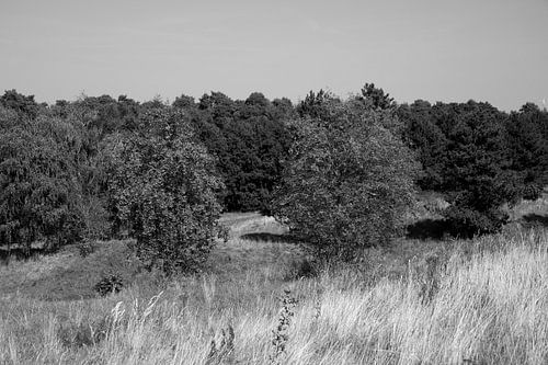 Ontdek de natuur in een bosrijk gebied in Emsland, Nedersaksen, Duitsland