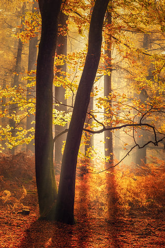 Speulderbos in der Veluwe – goldenes Herbstlicht zwischen den Bäumen