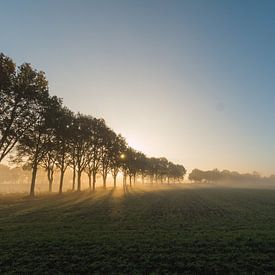 Misty morning  van Thomas van de Vosse