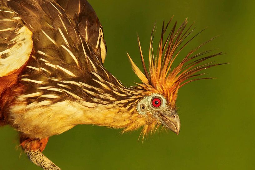 Portrait de Hoatzin (Opisthocomus hoazin) par Beschermingswerk voor aan uw muur