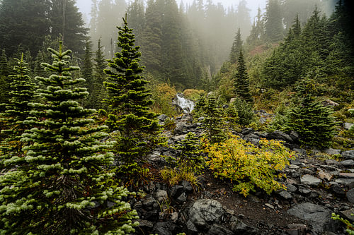 Alpine Stream on Mount Rainier