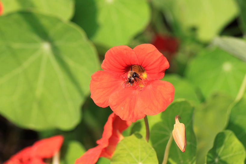 Bumblebee in orange flower of a nasturtium by Anna van Leeuwen