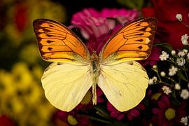 Een exotische vlinder op een bloem van Roland Brack