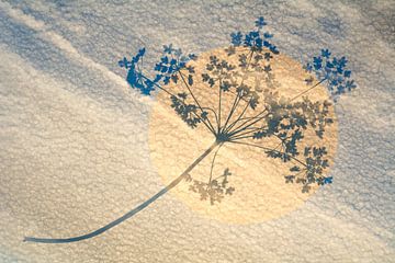Natuur kunst van bloemen, zon en wolken van Lisette Rijkers