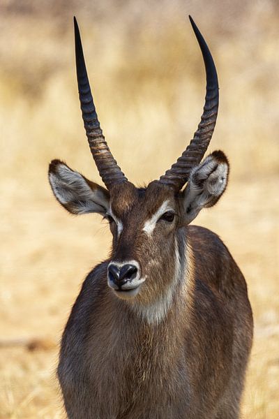 Antelope in Africa by Discover Dutch Nature