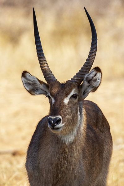 Les antilopes en Afrique par Discover Dutch Nature