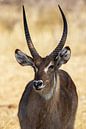 Antilope in Afrika von Discover Dutch Nature Miniaturansicht