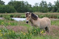 Pferd in der Wieden Weerribben