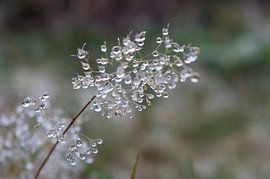 Ochtenddauw pareldruppels van Marion Moerland