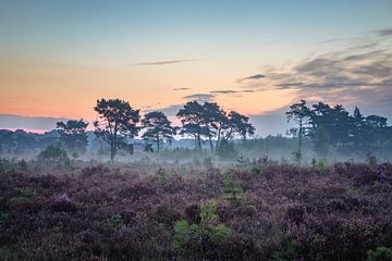 Magische morgen op de Kalmthoutse Heide van Daan Duvillier | Dsquared Photography