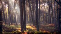 Wald in schönem Licht von Rob van der Teen Miniaturansicht