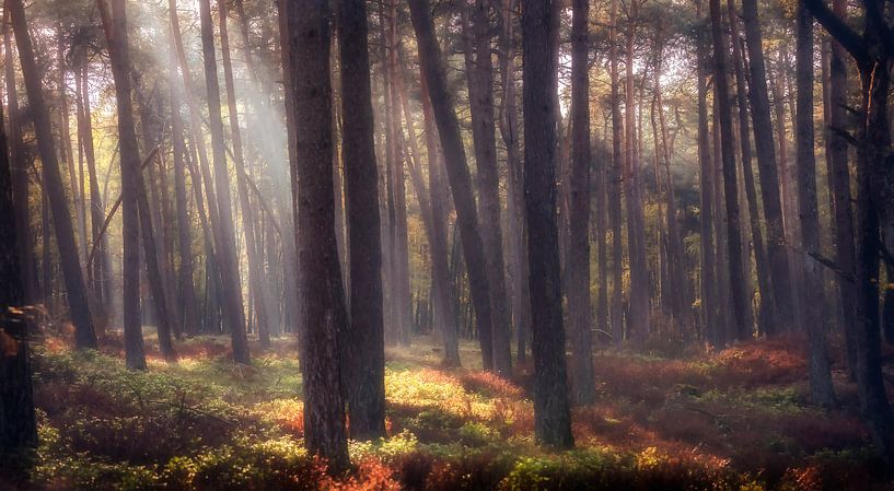 Wald in schönem Licht von Rob van der Teen