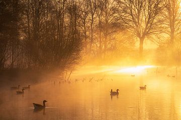 Ganzen in de mist tijdens zonsopkomst in Limburg van elma maaskant