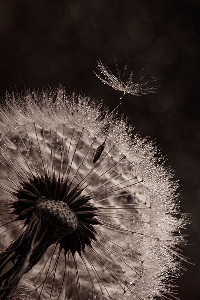 Time to go! Fluff leaves dandelion by Marjolijn van den Berg